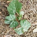 Cucurbita maxima Feuille