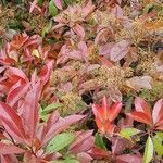 Photinia fraseri 整株植物