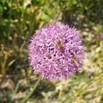 Allium giganteum Flor