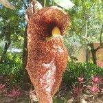 Aristolochia gigantea Flower