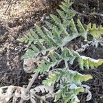 Thapsia villosa Leaf