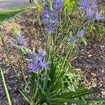 Camassia leichtlinii 整株植物