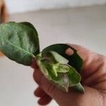 Capparis spinosa Leaf