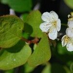 Prunus subcordata Flower