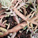 Petrosedum rupestre Φλοιός