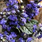 Ajuga reptansFlower