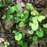 Centella asiatica Blad