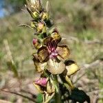 Verbascum bugulifolium Floro