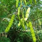 Mimosa bimucronata Fruit