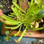 Sarracenia psittacina Yaprak