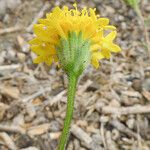 Chaenactis glabriuscula Fleur