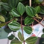 Peperomia quadrangularis Hoja