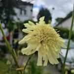 Cephalaria gigantea Blüte