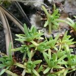 Saxifraga moschata Natur