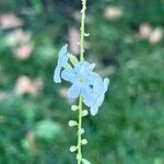 Duranta erecta Floro