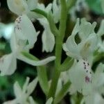 Orchis provincialis Kwiat