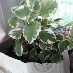 Plectranthus madagascariensis Folha