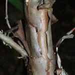 Hypericum frondosum Bark