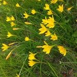 Zephyranthes citrina Flors