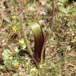 Biarum tenuifolium Natur