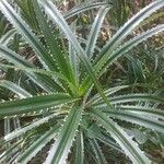 Pandanus urophyllus Yaprak