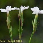 Dianthus furcatus Lorea