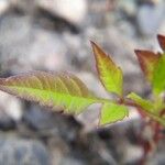 Bidens connata Foglia