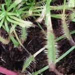 Drosera capensis Blad