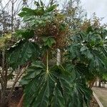 Tetrapanax papyrifer Blad