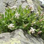 Silene cordifolia Habit