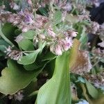 Kalanchoe crenata Flower