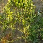 Sisymbrium altissimum Fruit