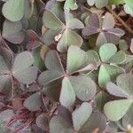 Oxalis corniculata পাতা