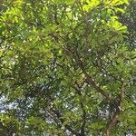 Ficus saussureana Habitus