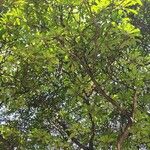 Ficus saussureana Hábito