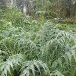 Cynara cardunculus ഇല