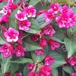 Weigela hortensis Ліст