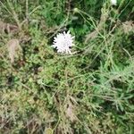 Scabiosa atropurpureaKukka