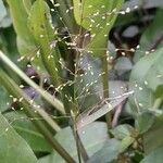 Eragrostis airoides