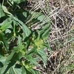 Phlomis herba-venti Foglia