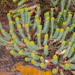 Euphorbia pithyusa Habit