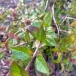 Abelia chinensis برگ