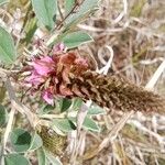 Indigofera schimperi 花