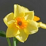 Narcissus jonquilla Λουλούδι