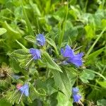 Echium plantagineumFlor