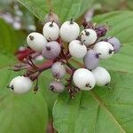 Cornus sericea Gyümölcs