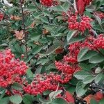 Cotoneaster coriaceus Frugt