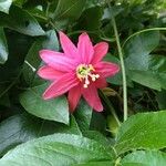Passiflora manicata फूल