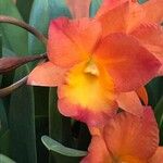 Cattleya wittigiana 花