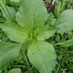 Amaranthus blitum 葉